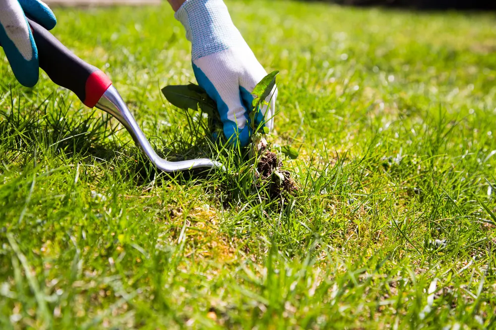 Best Weed Killer – Getting Rid of Weeds and Not the Grass