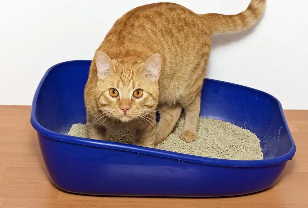 World’s Best Cat Litter to Purchase for Your Cat 2024