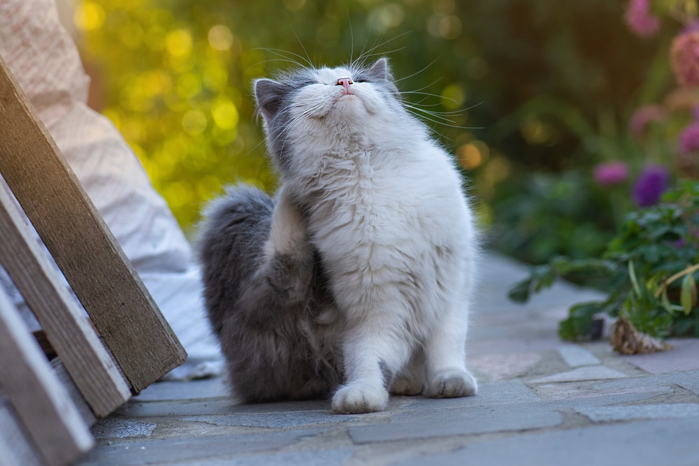Best Flea Treatments for Cats in 2022 – Best on the Market