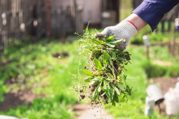 How to Use Weed Killers Safely and Effectively: Tips and Tricks